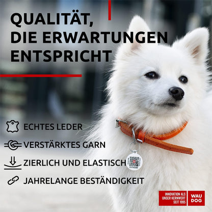 Ultra Soft Rolled Leather Dog Collar for Small Dogs 1316 in Orange Soft Padded